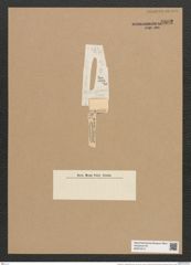 Rhaphoneis ? bisseriata [sic] Grun. (de-Toni-Nr.: Genus 78, Species 2844) Zeichnungen Sammlung Grunow Nr. 5802 (NHMW-BOT-W0374213)